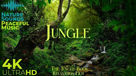 pornhub jungle|Jungle Fuck Porn Videos .